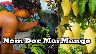 Season 4 EP 7: 🌴🥭Our Exotic Mango Tree Update | Container Garden Results🥭🌴