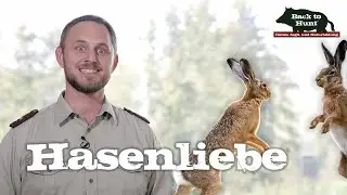 Die Wahrheit &uuml;ber H&auml;sin und Rammler | Back to Hunt