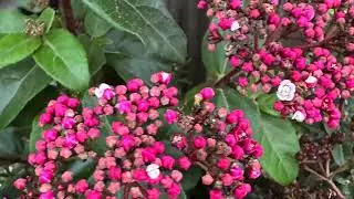 Les plantes pour les insectes pollinisateurs