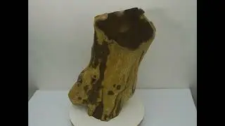 Gef&auml;&szlig; auf dem Fu&szlig; stehend, Goldregen, H 69xDm 45 cm (OB 032)