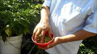 CHILE CHILPAYA DE VERACRUZ A NUEVO LE&Oacute;N
