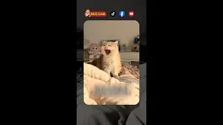 Cats Being Weird and Malfunctioning (Ep. 2) #dog #cat #animals #pets