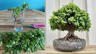 How to Make Bonsai from Jade Plant Cutting | Complete guide for beginners | Dwarf Jade Plant Bonsai