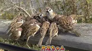 手摺の餌場に集まって来る雀達＆片足ちゃん 20260116（天満宮）