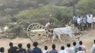 4th Prize 🏆 Panchada Venkatrao in Chowduwada Race #trending #bull #bullrace 