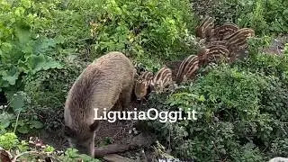 Cucciolate di cinghiali nel Bisagno