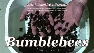Bumblebee Pollination / Bumblebee Breeding for Pollination - Step 1: Waking up the Bumblebee Queens