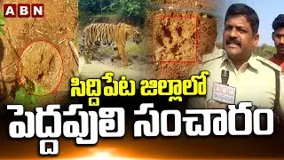 సిద్దిపేట జిల్లాలో పెద్దపులి సంచారం | Tiger At Siddipeta District | Telangana | ABN Telugu