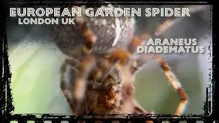European Garden Spider Eating (Araneus diadematus) #spider