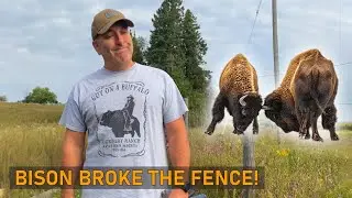The Bison Destroyed Our Fence?! (Vlog Ep. 3)