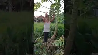 FARM LAND FOR LIFE #nature #farmlife #miningfarm #viral #probinsya #stotomas #shorts