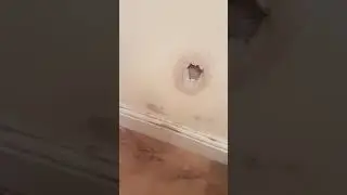 Jackabee puppies