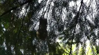 Bushtits Building Nest. Кустарниковые синицы строят гнездо (2377sp)