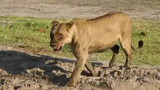 #13 Chobe Game Drives