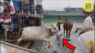 cow unloading from the sinking tiller. Cow unloading at very popular village cattle market.