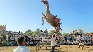 Rajasthani Dj Song and Dance Video 2024 || Camel Ka Dance || Marwadi Dj Song || DDShekhawatiStudio