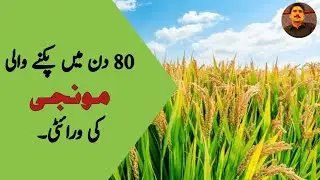 80 دن میں پکنے والی مونجی کی ورائٹی۔