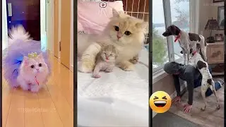 Cat Lover 🥰 Kitten meowing 🥰 #mewmew Part 8403