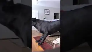 CANE CORSO ITALIAN MASTIFF