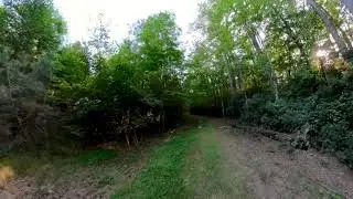 CHANDLER TRACT TRAIL - POCOMOKE STATE FOREST