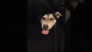 Foster Husky Puppy Stuck Inside the Couch || ViralHog