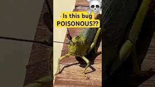 The Deadliest Bugs In Mexico