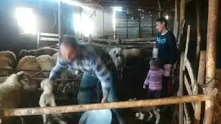 Hakik&icirc; Bokaşi nasıl yapılır ? Doğada ve k&ouml;ylerde &ccedil;&ouml;p yoktur.&Ccedil;&ouml;p kapitalizmin &uuml;rettiği bir kavramdır.