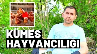 Kümes Hayvancılığı | Üretim | Küçük Bir Girişimcilik Sevdası