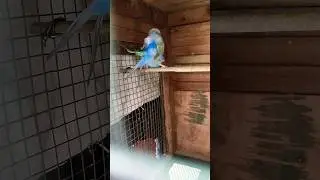 Violet Rainbow Budgie meeting  #short #shorts #shortvideo #viral