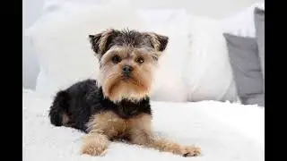 Eliminating Dog Odors: A Comprehensive Guide to a Fresh Home