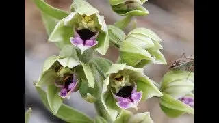 Epipactis condensata D. P. Young - Orchid of Cyprus