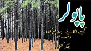Papolar farming in pakistan/پاپولر درخت جو دے 50 لاکھ تک منافع/best furniture🪑wood tree🌳harvesting