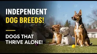 Most Independent Dog Breeds &ndash; Dogs That Thrive on Their Own