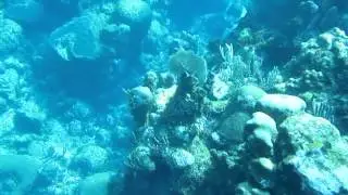 Scuba Divers Explore the Barrier Reef of Roatan Honduras