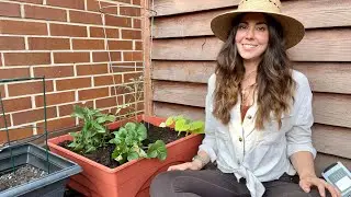 Planting a Chaotic Container | Throwing Plants in Whatever Space I Have Left