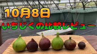 10月8日、いちじくの収穫とレビュー