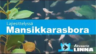 Lajiesittelyssä Mansikkarasbora (Boraras naevus)