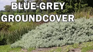Blue Horizon&trade; Eremophila is a dense ground cover with tidy blue-grey foliage