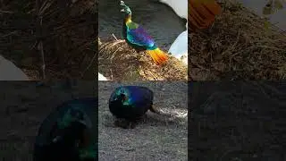 Why does the Himalayan Monal change colors in sunlight?