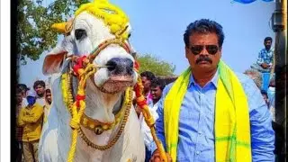 గొట్టిపాటి హనుమంత రావు అన్నoబోట్లవారి పాలెం 2పళ్ళు9వ rk bulls ( పరమేశ్వర - మహేశ్వర)