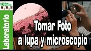 Cómo TOMAR FOTOS desde un MICROSCOPIO 🔬 lupa estereoscópica o lente de laboratorio