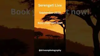 Experience the Serengeti: Tanzania Photo Safari!