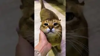 Малой уже не малой: чаузи F2 стал настоящим гигантом 🙀