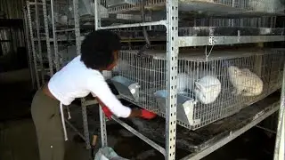 WATCH: The Entrepreneurial SME - Business Opportunities  Found In SA's Rabbit Meat Industry Part 1