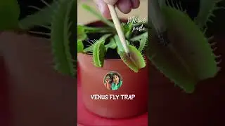 Kids' Discovery: First Encounter with Venus Flytrap Plant! #like #flytrap  #nature #childrens #plant
