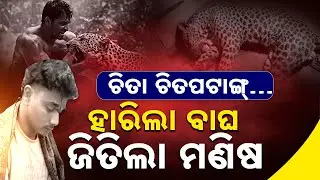 ହାରିଲା ବାଘ, ଜିତିଲା ମଣିଷ || Narsinghpur Leopard Attack | Human&ndash;Wildlife Conflict || Sambad
