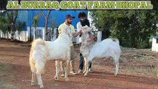 AL BURRAQ GOAT FARM BHOPAL || BIG MALWA & KOTA GOAT