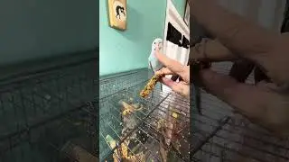 ASMR parakeet has HAPPY FEET 🐦 