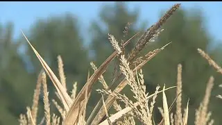 New Springfield Maze Craze opens for season