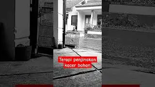 #kicaumania #kacermania